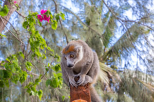 Lemur, Kronenmaki, (Eulemur coronatus), Sakalava Strand, Oronjia Nationalpark, Antsiranana, Diego Suarez, Madagaskar, Afrika, Indischer Ozean Lemur, Kronenmaki, (Eulemur coronatus), Sakalava Strand, Oronjia Nationalpark, Antsiranana, Diego Suarez, Madagaskar, Afrika, Indischer Ozean